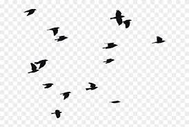 Bird flight bird flight silhouette. Birds In Flight Silhouette At Getdrawings Com Birds Flying Silhouette Png Clipart 2060451 Pinclipart