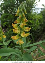 Image result for Crotalaria retusa