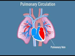 pulmonary circulation