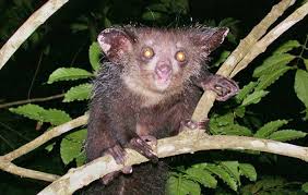 These rainforests receive a high volume of annual rainfall, and nearly every month receives at least 60 mm rainfall. 10 Strangest Animals In The Rainforest