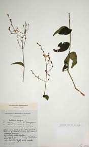 Image result for Rhinacanthus zambesiacus