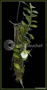 Image result for Angraecum infundibulare