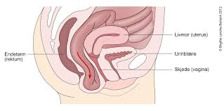 Livmor's mission is to assist physicians and medical professionals in addressing the global chronic the livmor halo+ has been elegantly engineered to provide users with a turnkey solution to remote. Livmor Nedsunken Oversikt Nhi No