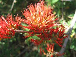 Image result for Combretum microphyllum