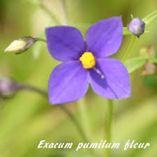 Image result for Exacum oldenlandioides