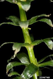 Image result for Hydrilla
