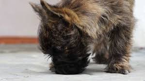 Image result for cairn teriér