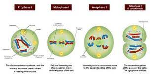 Pin On Biology