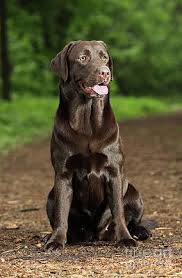 We have 5 yellow male and 4 yellow female puppies that will be ready for new homes sept. Labrador Retriever Wall Art For Sale