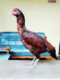 Ayam pama ninja adalah sebutan dari king pama rajanya ayam pama yang berasal dari tailand yang sudah memiliki gelar yang tinggi sehingga terkenal sampai ke indonesia, ayam ini hampir sama dengan gaya tarung pama iq dengan pukulan yang bagus dan terarah. 86 Gambar Ayam Pama Iq Paling Bagus Gambar Pixabay