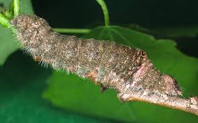 Image result for Pygaera timon