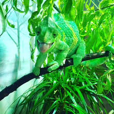 Jacksonville Zoo and Gardens