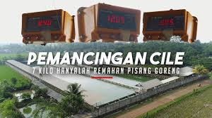 Mancing Galatama Ikan Mas Di Pemancingan Cile Cileungsi Bogor Neter Bro Youtube