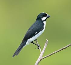 Canto Do Tui Tui Zero Zero Lined Seedeater Sporophila Lineola By Dario Sanches Pet Birds Beautiful Birds Wild Birds