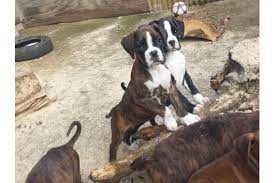 Boxer puppies for sale in iowaselect a breed. Boxer Puppies For Sale Davenport Ia 128867 Petzlover