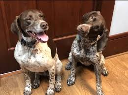 Please link to this german shorthaired pointer dog rescue shelter directory from your website. Adoption Advice Southeast German Shorthaired Pointer Rescue