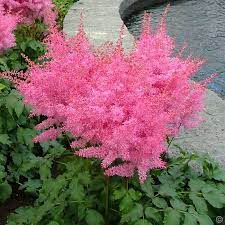 47 Perennial Garden 100 Bulbs Buy Online Order Yours Now Bulb Flowers Astilbe Arendsii Flowers Perennials
