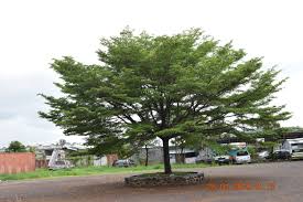 Image result for Terminalia mantaly
