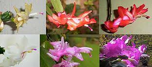 There are different types of christmas difference between christmas and thanksgiving cactus: Schlumbergera Wikipedia
