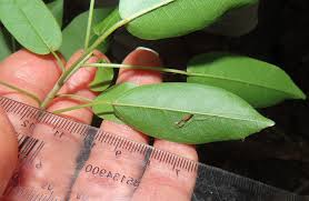 Image result for Ficus tremula