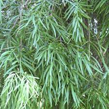 Secondly, how often do you water podocarpus? Fern Pine Shrubby Podocarpus Podocarpus Gracilior My Garden Life