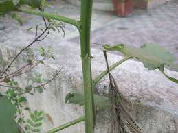 Image result for Gynura scandens