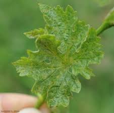 Image result for Calepitrimerus vitis