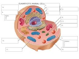 We did not find results for: Cell Drawing Complete The Structure Function Table Then Label All The Parts Inside The Cell 50pts 31pts Structures Functions 19pts Accurate Cell Ppt Download