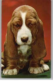 Basset Hound Puppy Hound Puppies Cute Puppies Basset Hound Puppy