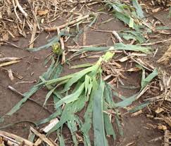 Assessing Hail Damage To Corn And Soybean Cropwatch