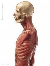Explore the anatomy systems of the human body! Anatomytools