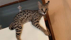 It is a cross between a serval and a domestic cat. F1 Savannah Cat Size Comparison