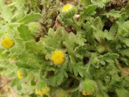 Image result for Grangea maderaspatana