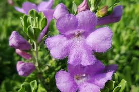 Beat The Heat With Texas Sage Premier Nursery