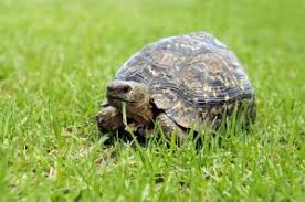 Sie überlegen, eine schildkröte anzuschaffen? Schildkrote Tipps Zur Pflege Haltung Und Einrichtung Des Terrariums