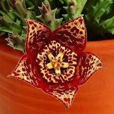 Image result for Orbea paradoxa