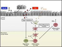 A Viral Trigger For Celiac Disease