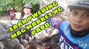 2.67- SAAN MAGANDANG MAG MARKET NG PABO BAKIT TUMITIGIL ANG IBA SA PAG  AALAGA NG PABO