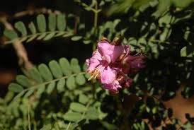 Image result for Gelrebia glandulosopedicellata