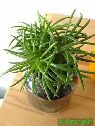 Zimmerpflanzen Ein Bisschen Grun Muss Sein Pflanzen Zimmerpflanzen Blumen Pflanzen