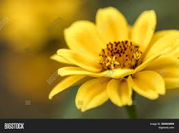 Compare prices & read reviews. Yellow Aster Flower Image Photo Free Trial Bigstock