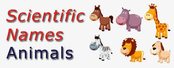 Scientific Names Animals Domestic And Wild African Bush Elephant Asian Elephant Domestic Pig