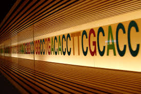 Abkürzung für englisch single nucleotide polymorphismus, variationen snp genotyping — is the measurement of genetic variations of single nucleotide polymorphisms. Labor Fur Statistische Genetik Klinik Fur Psychiatrie Und Psychotherapie Ccm Charite Universitatsmedizin Berlin