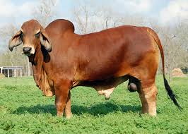 Affected brahman cattle grow poorly and have muscular weakness and neurologic disease. Red Brahman Bulls Hk Cattle