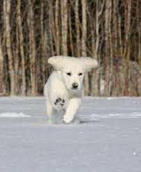 Adopt a golden retriever puppy today! English Cream Golden Retriever Puppies For Sale Pristine English Creams