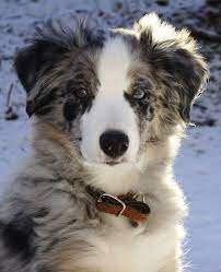 Border Collie Australian Shepherd Mischen Sie Ihren Leitfaden Zu Border Blue Heeler Border C Bord Australian Shepherd Puppies Aussie Dogs Border Collie Dog