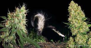 What Is Skunk Weed A Beginner S Guide To Skunk Sensi Seeds