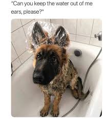 Did You Know That They Make Shower Caps For Dogs Dogmom Dogdad Adoptdontshop Doglover Lovedogs Rescue Funny Animal Pictures Cute Animals Funny Animals