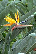 Image result for Strelitziaceae