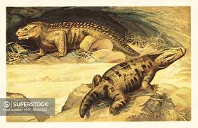Image result for Pareiasaurus